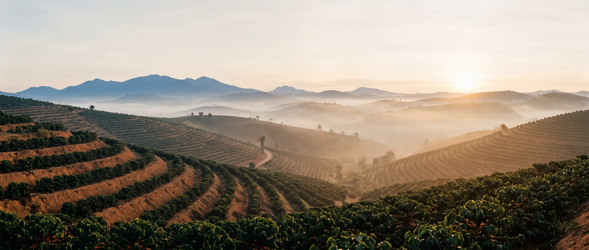 Where the elegance of Cầu Đất Arabica meets the richness of Đắk Lắk Fine Robusta.